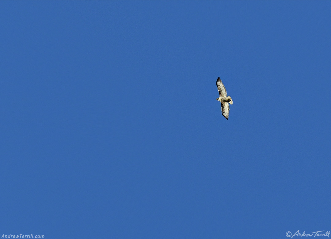 hawk above Golden