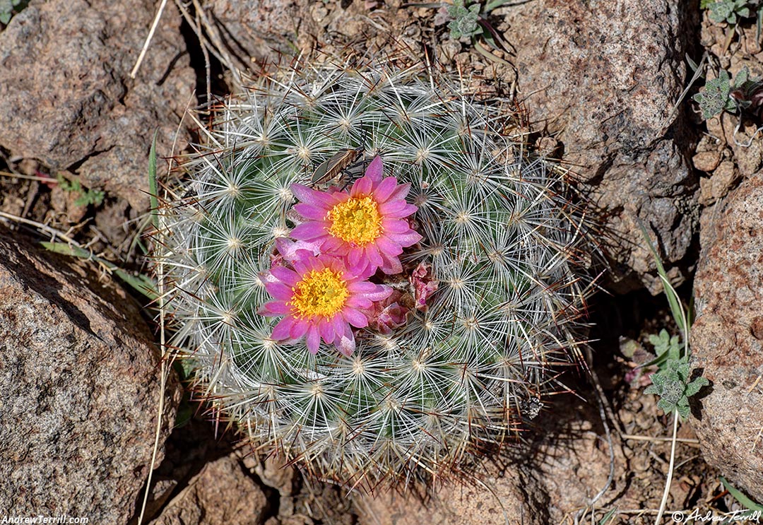 ball cactus flower