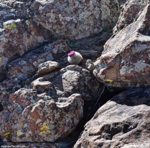 ball cactus flower amongst the rocks