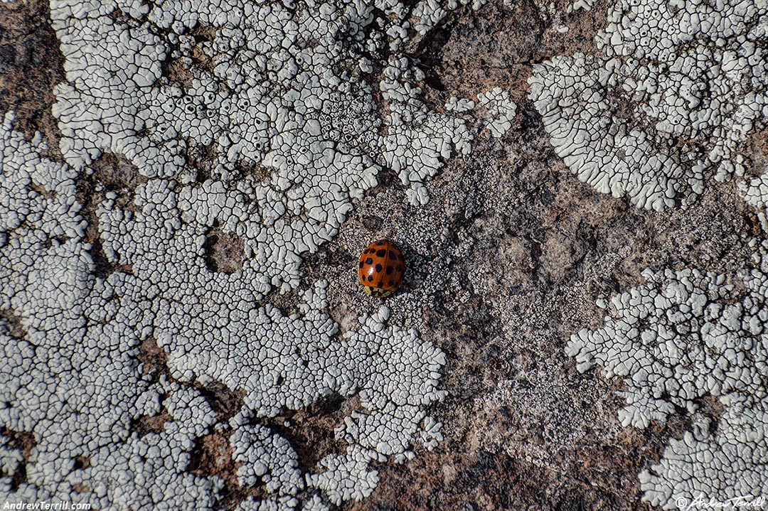 ladybird