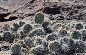 prickly pear cactus on north table mountain above Golden