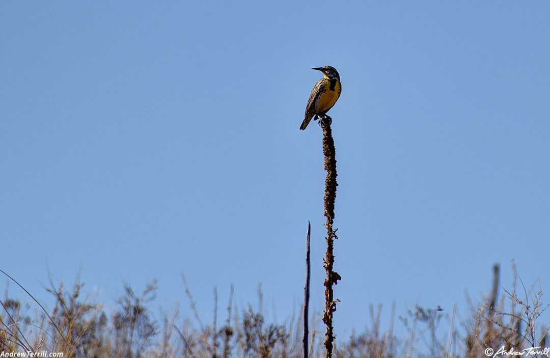 western meadowlark