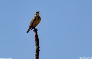 western meadowlark