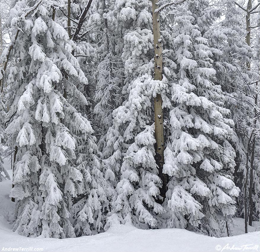 aspen wood pines fresh snow - 20 april 2024