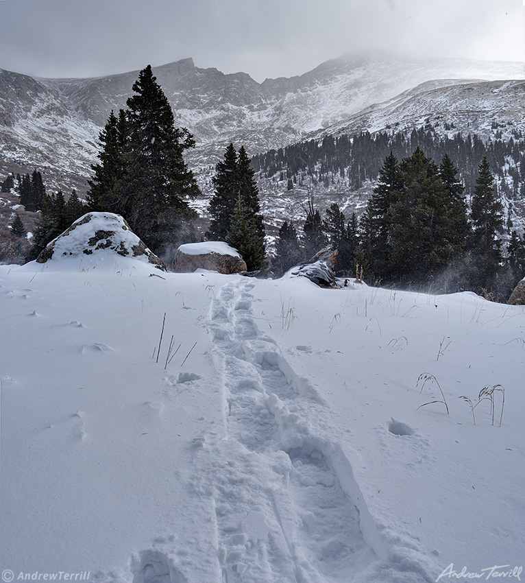 snowshoe tracks