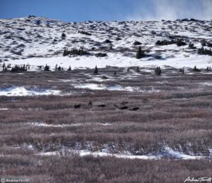 moose in the willows colorado