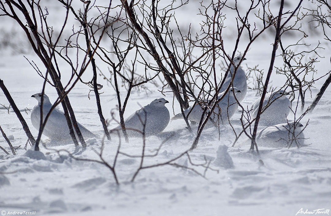 ptarmigan willows spindrift colorado