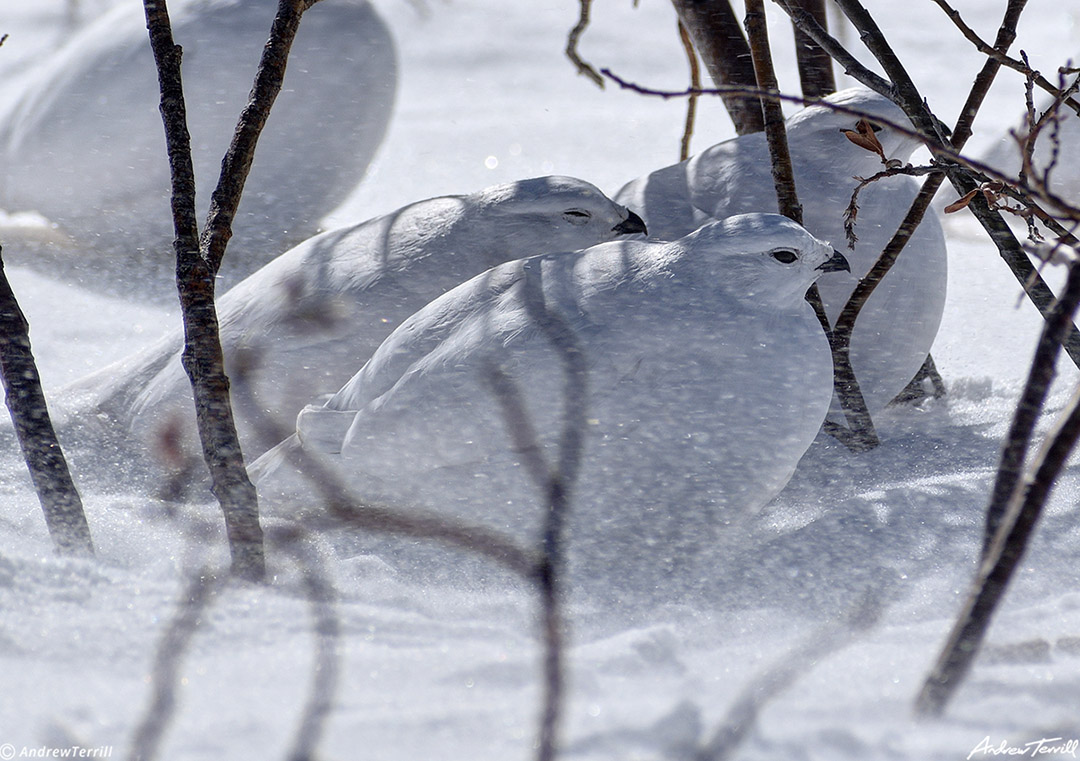 ptarmigan willows spindrift colorado