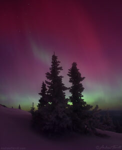 winter snow pines northern lights - may 10 2024