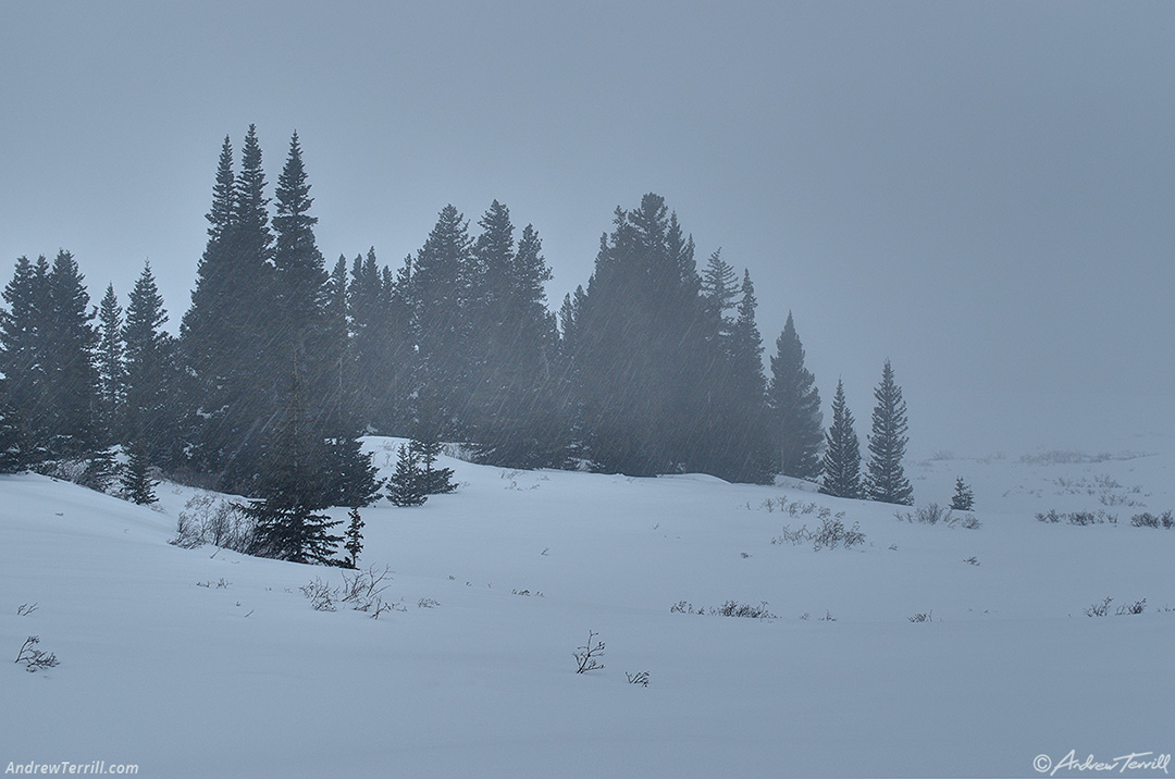 fog and snow colorado