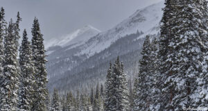 snow covered forest colorado