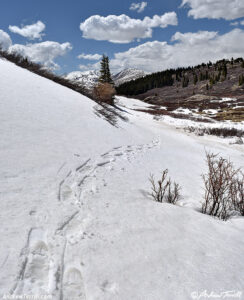 snowshoe tracks 31 may 2024