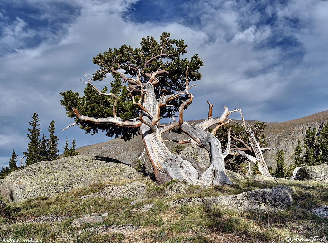 bristlecone pine colorado 15th june 2024