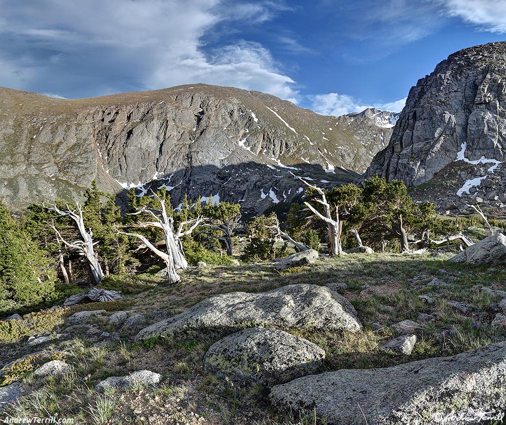 bristlecone pine colorado 15th june 2024