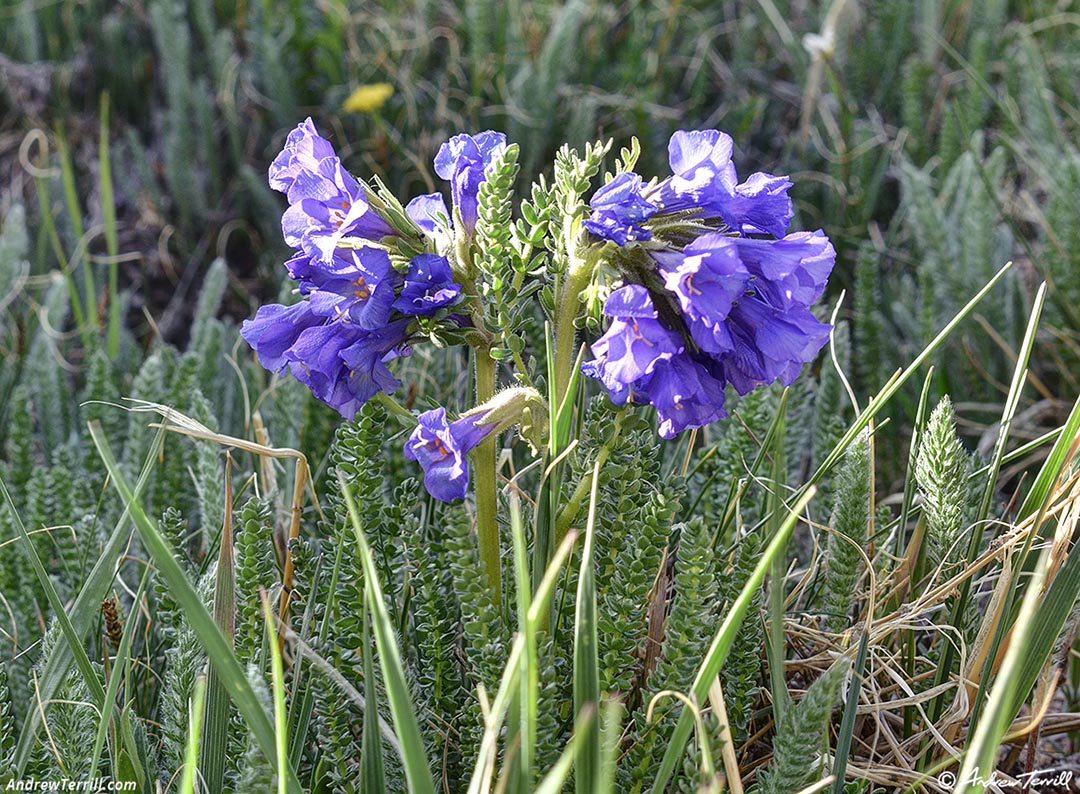 wild flowers Colorado 15 June 2024