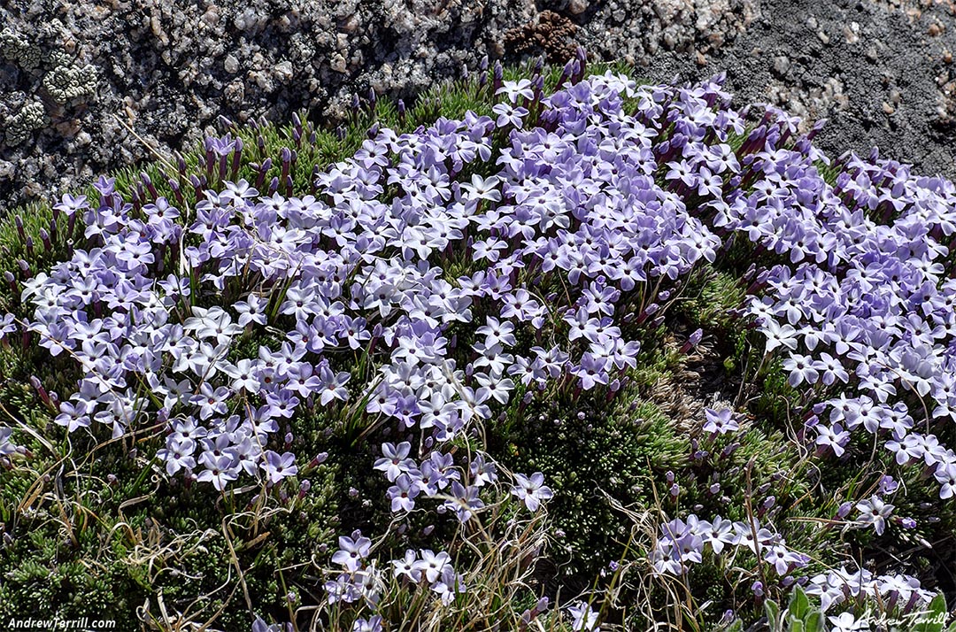 wild flowers Colorado 16 June 2024