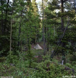 forest camp from above 23 june 2024