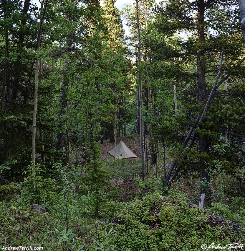 forest camp from above 23 june 2024