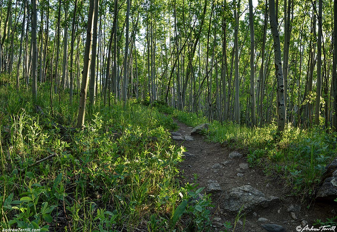 aspen woods 14 june 2024