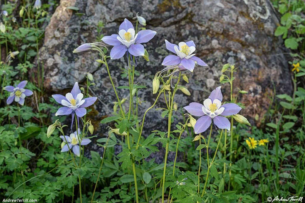 columbine 24 june 2024