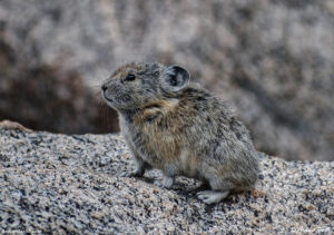 pika low light 30 june 2024