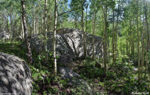 aspen forest 7 july 2024