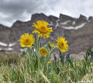 wild flowers abyss lake 7 july 2024