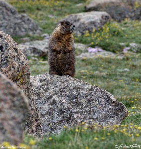 marmot abyss lake 7 july 2024