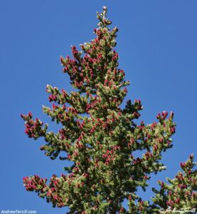 young engelman spruce pine cones forest 7 july 2024