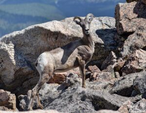 big horn sheep Colorado 8-4-2024