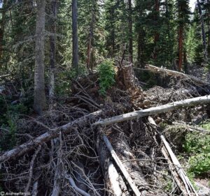 Rough Forest Tumbling Creek Colorado 4 August 2023