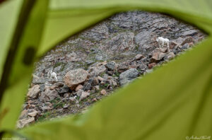 mountain goats seen from a tent 25 August 2024