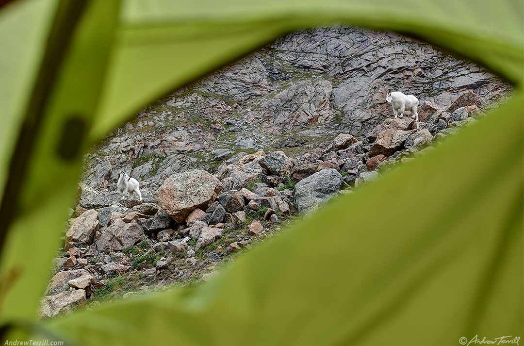 mountain goats seen from a tent 25 August 2024