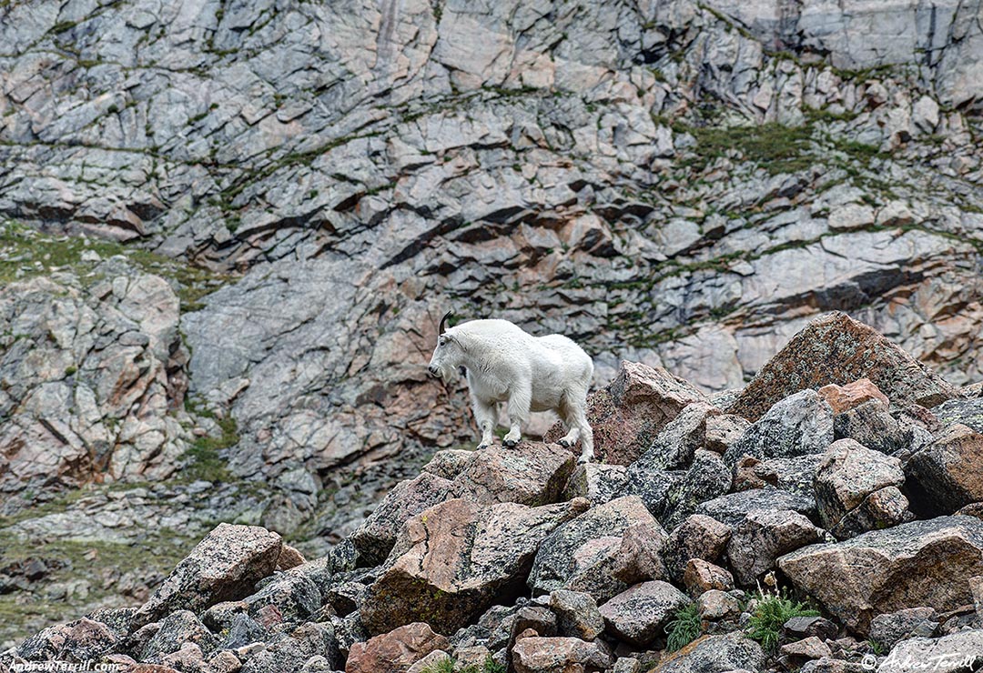 mountain goat 25 August 2024