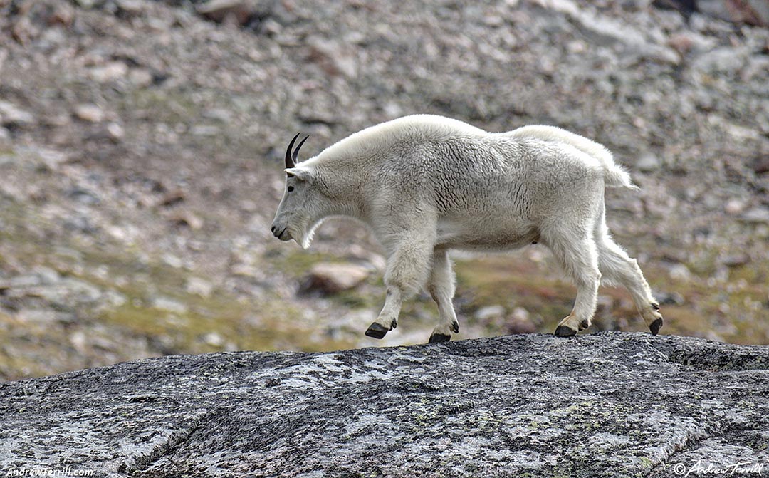 mountain goat walking 25 August 2024