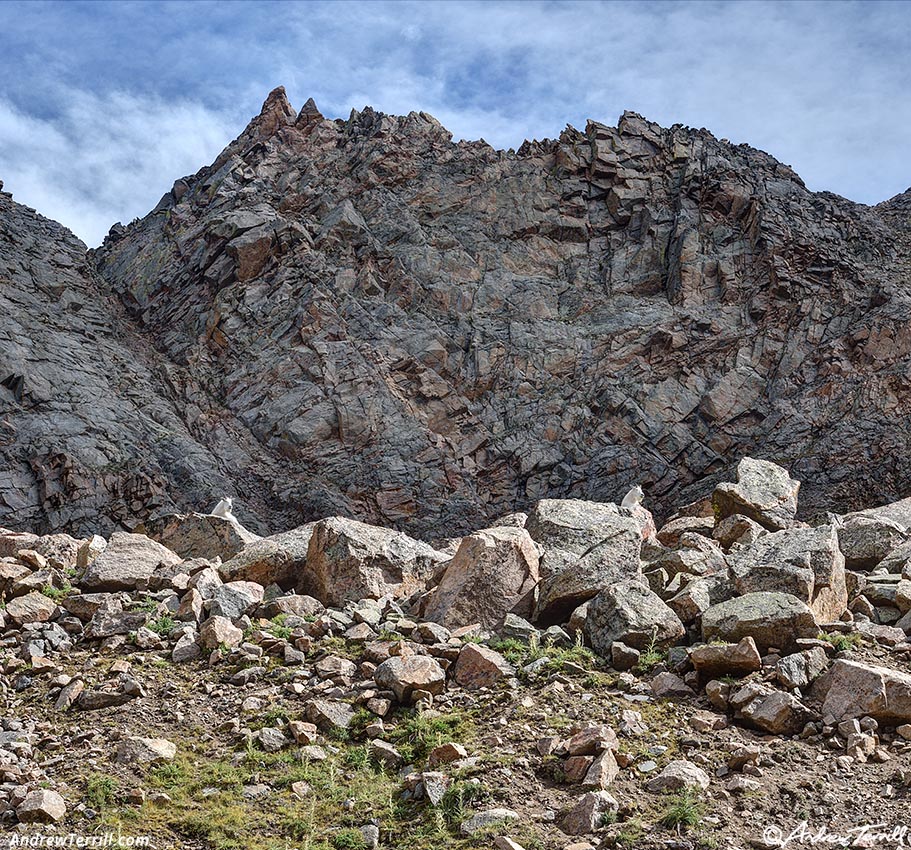 mountain goats and rocky peak 25 August 2024