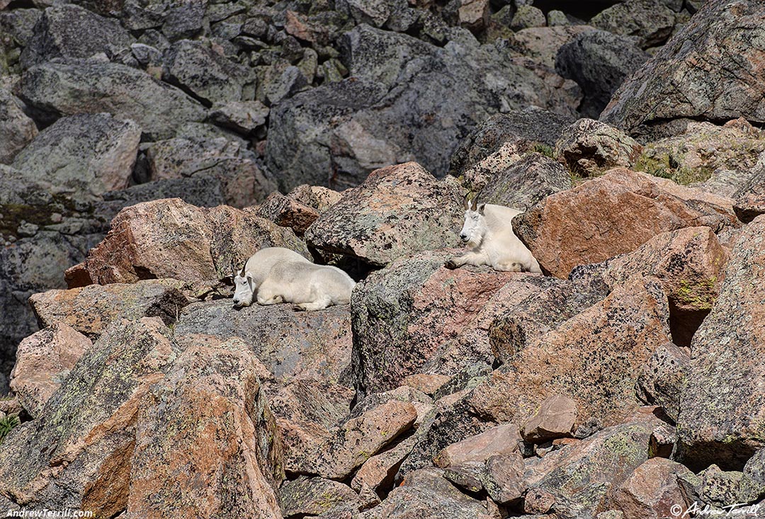 mountain goats resting 25 August 2024