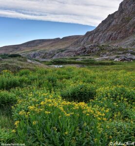 morning wildflowers colorado 26 August 2024