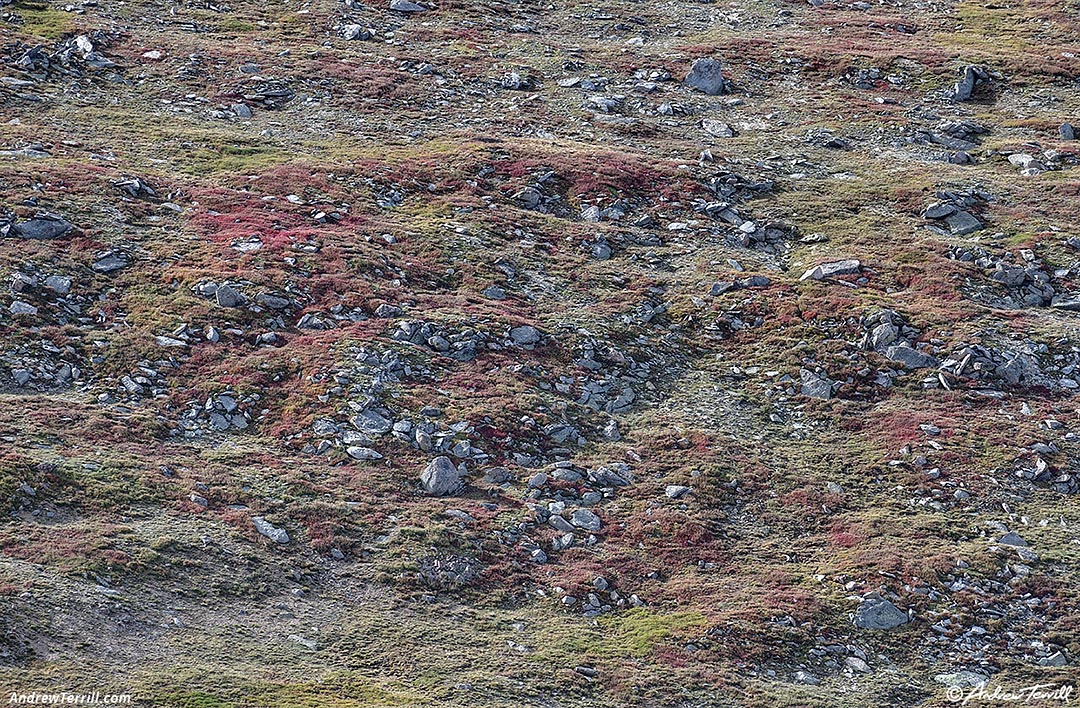 tundra early fall colorado 26 August 2024