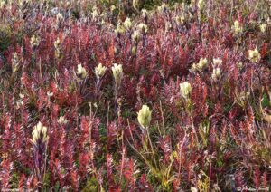 a tundra early fall colorado 26 August 2024