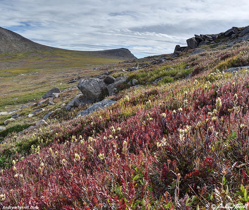 tundra early fall colorado 26 August 2024