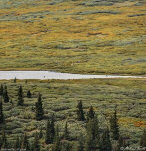 moose pond and willows colorado 26 August 2024