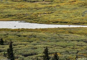 moose and willows colorado 26 August 2024