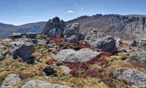 High Country Tundra Colorado 01 September 2024