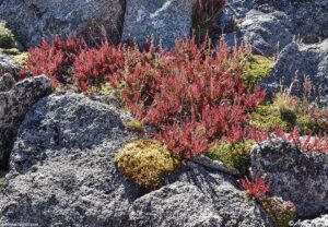 High Country Tundra Colorado 01 September 2024