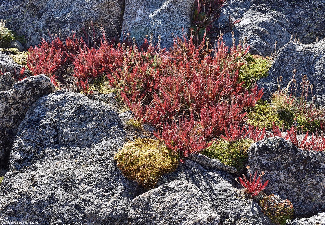 High Country Tundra Colorado 01 September 2024