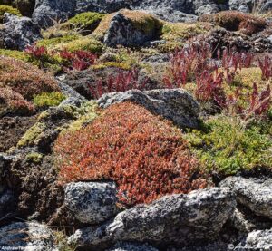 High Country Tundra Colorado 01 September 2024