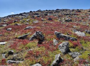 High Country Tundra Colorado 01 September 2024