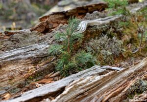 sapling in the forest Colorado 02 September 2024