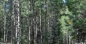 aspen wood forest Colorado 02 September 2024